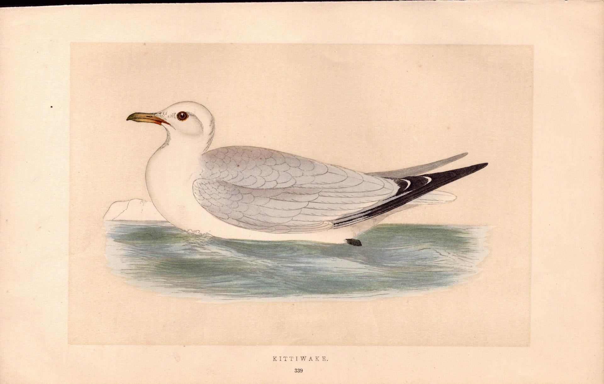 Kittiwake Rev Morris Antique 1857 History of British Birds Engraving.