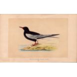 White Winged Black Tern Rev Morris Antique History of British Birds Engraving.