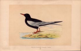 White Winged Black Tern Rev Morris Antique History of British Birds Engraving.
