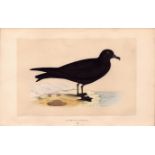 Bulwer’s Petrel Rev Morris Antique History of British Birds Engraving.