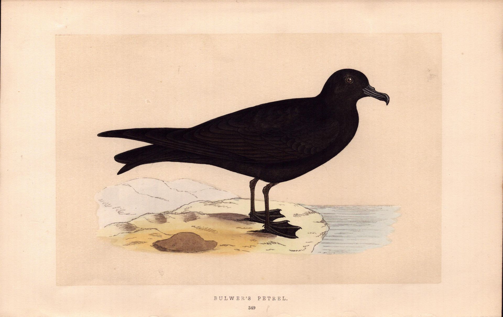 Bulwer’s Petrel Rev Morris Antique History of British Birds Engraving.