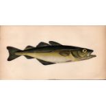 Pollack 1868 Antique Johnathan Couch Coloured Fish Engraving.