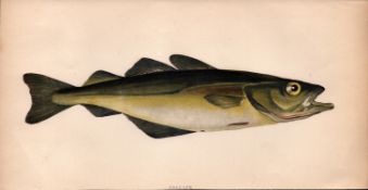 Pollack 1868 Antique Johnathan Couch Coloured Fish Engraving.