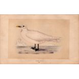 Ivory Gull Rev Morris 1857 Antique History of British Birds Engraving.