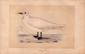 Ivory Gull Rev Morris 1857 Antique History of British Birds Engraving.