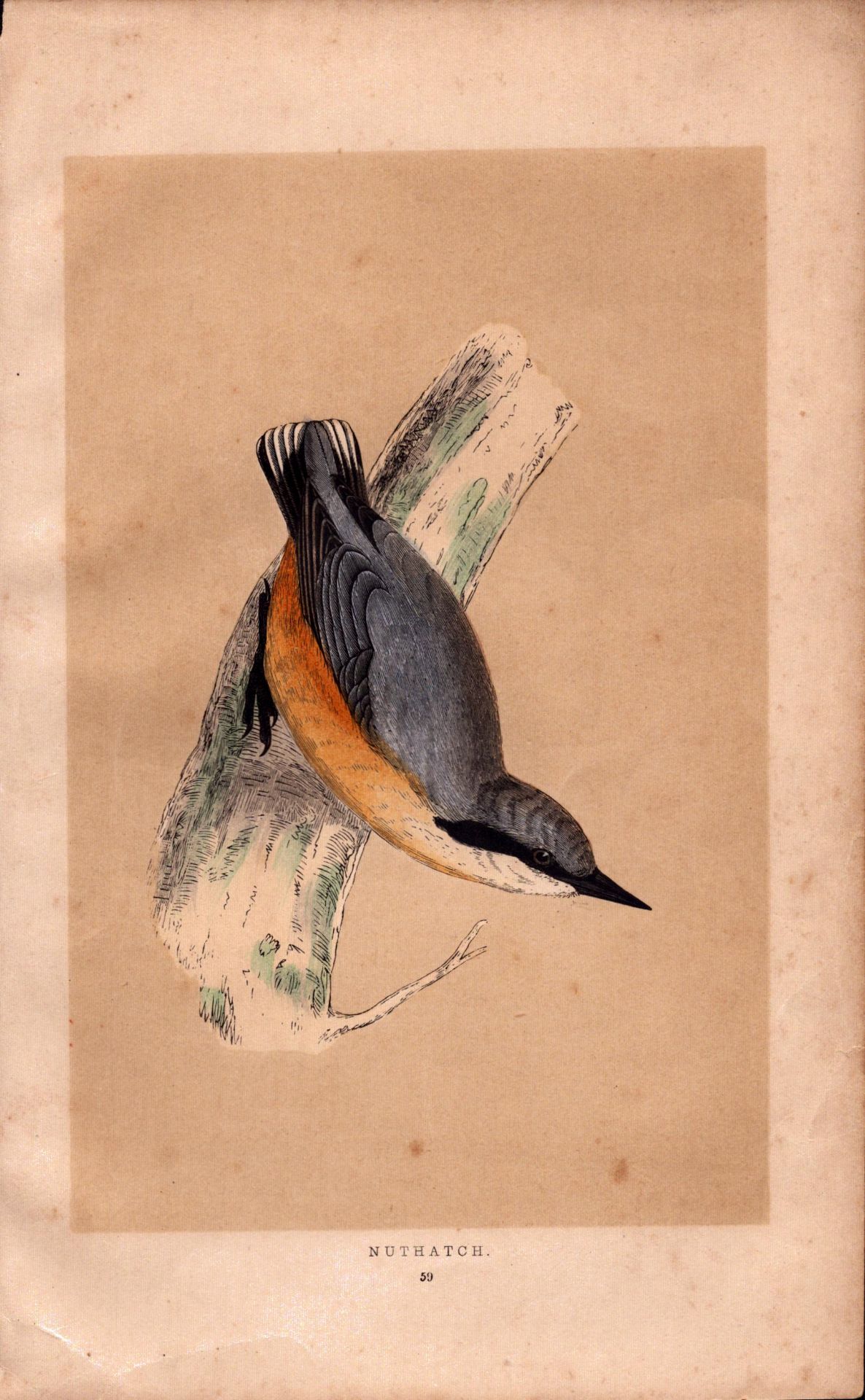 Nuthatch Rev Morris Antique History of British Birds Engraving.