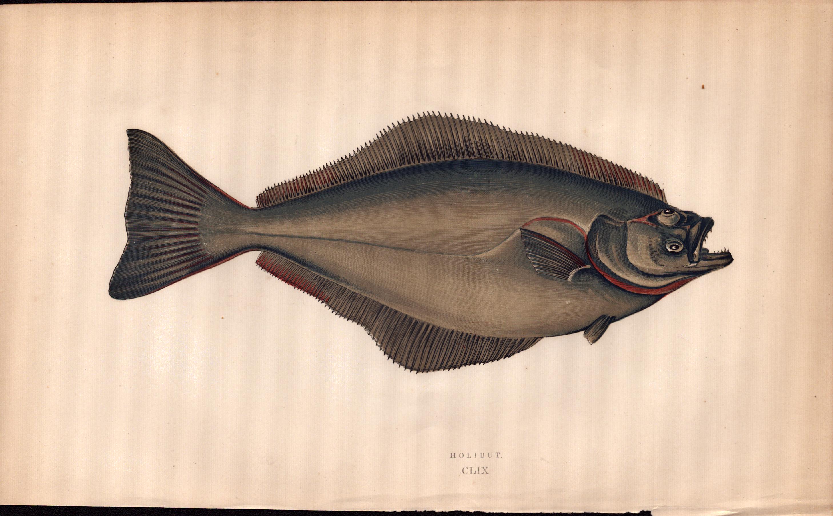 Halibut Antique Johnathan Couch Coloured Fish Engraving.