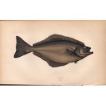 Halibut Antique Johnathan Couch Coloured Fish Engraving.