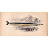 Short-Snouted Launce Antique Johnathan Couch Coloured Fish Engraving.