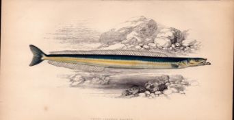 Short-Snouted Launce Antique Johnathan Couch Coloured Fish Engraving.