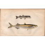 Atherine & Boiler’s Antique Johnathan Couch Coloured Fish Engraving.