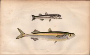 Atherine & Boiler’s Antique Johnathan Couch Coloured Fish Engraving.