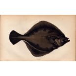 Flounder Antique Johnathan Couch Coloured Fish Engraving.