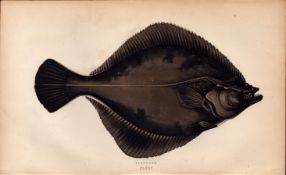 Flounder Antique Johnathan Couch Coloured Fish Engraving.