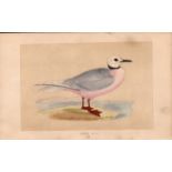 Ross’s Gull Rev Morris Antique 1857 History of British Birds Engraving.