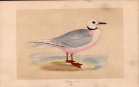 Ross’s Gull Rev Morris Antique 1857 History of British Birds Engraving.