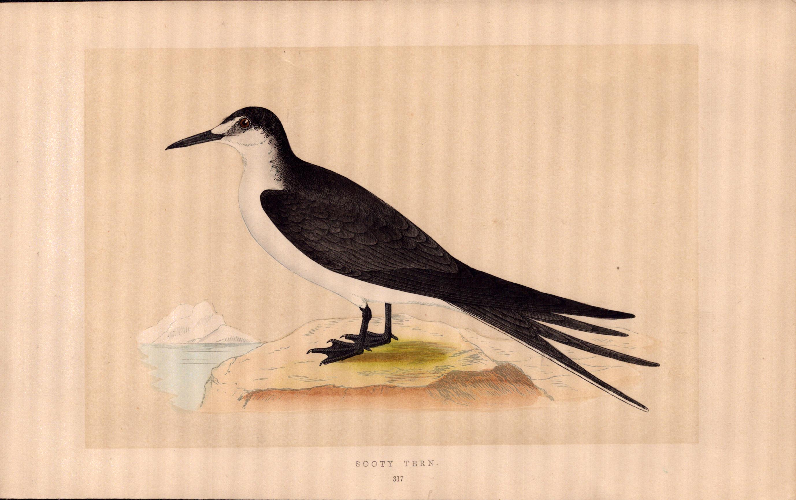 Sooty Tern Rev Morris Antique History of British Birds Engraving.