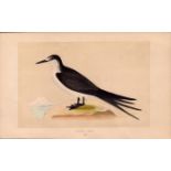 Sooty Tern Rev Morris Antique History of British Birds Engraving.