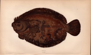 Brill Antique 1869 Johnathan Couch Coloured Fish Engraving.