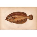 Carter 1869 Antique Johnathan Couch Coloured Fish Engraving.