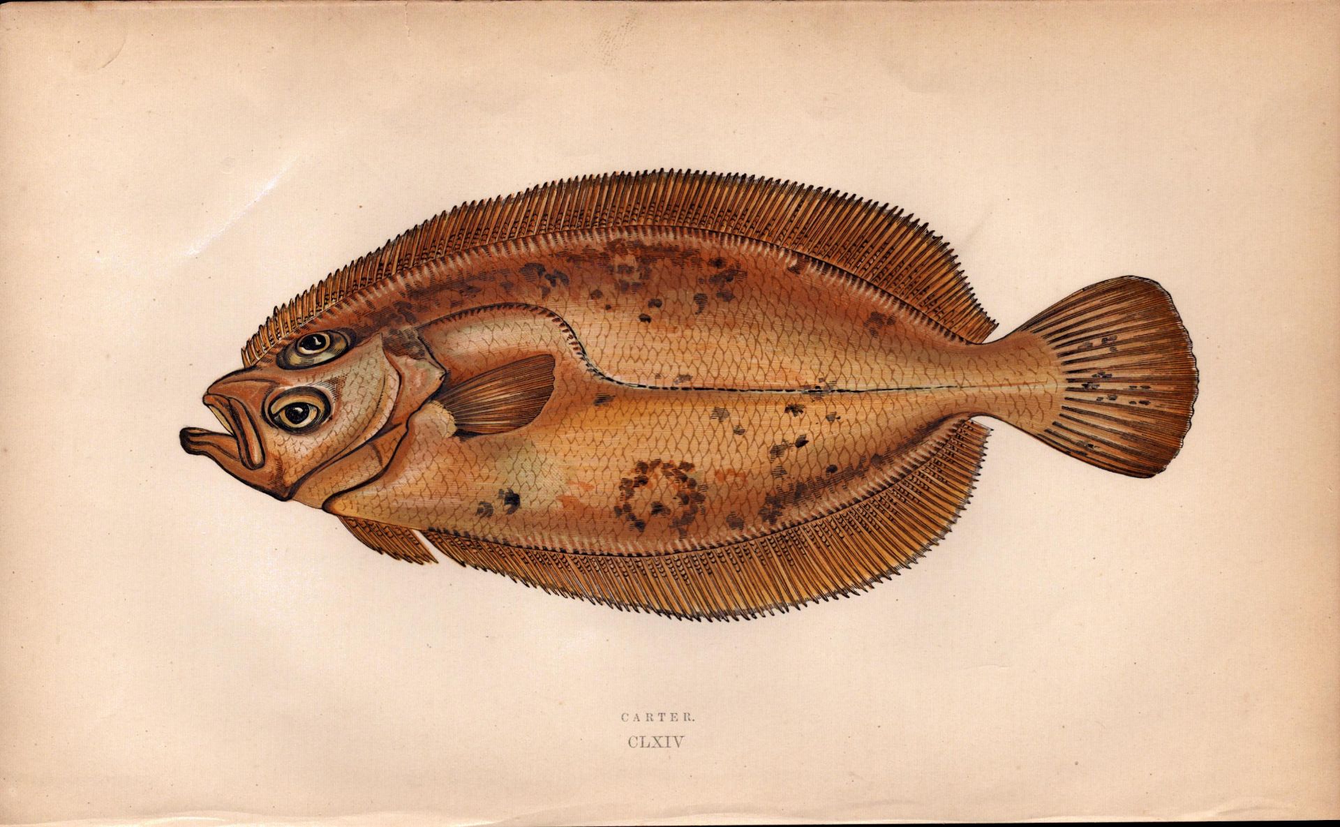 Carter 1869 Antique Johnathan Couch Coloured Fish Engraving.