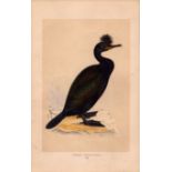 Green Cormorant Rev Morris 1857 Antique History of British Birds Engraving.
