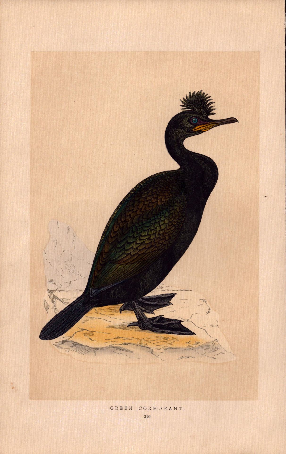Green Cormorant Rev Morris 1857 Antique History of British Birds Engraving.