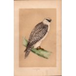 Jer Falcon Rev Morris Antique History of British Birds Engraving.