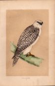 Jer Falcon Rev Morris Antique History of British Birds Engraving.