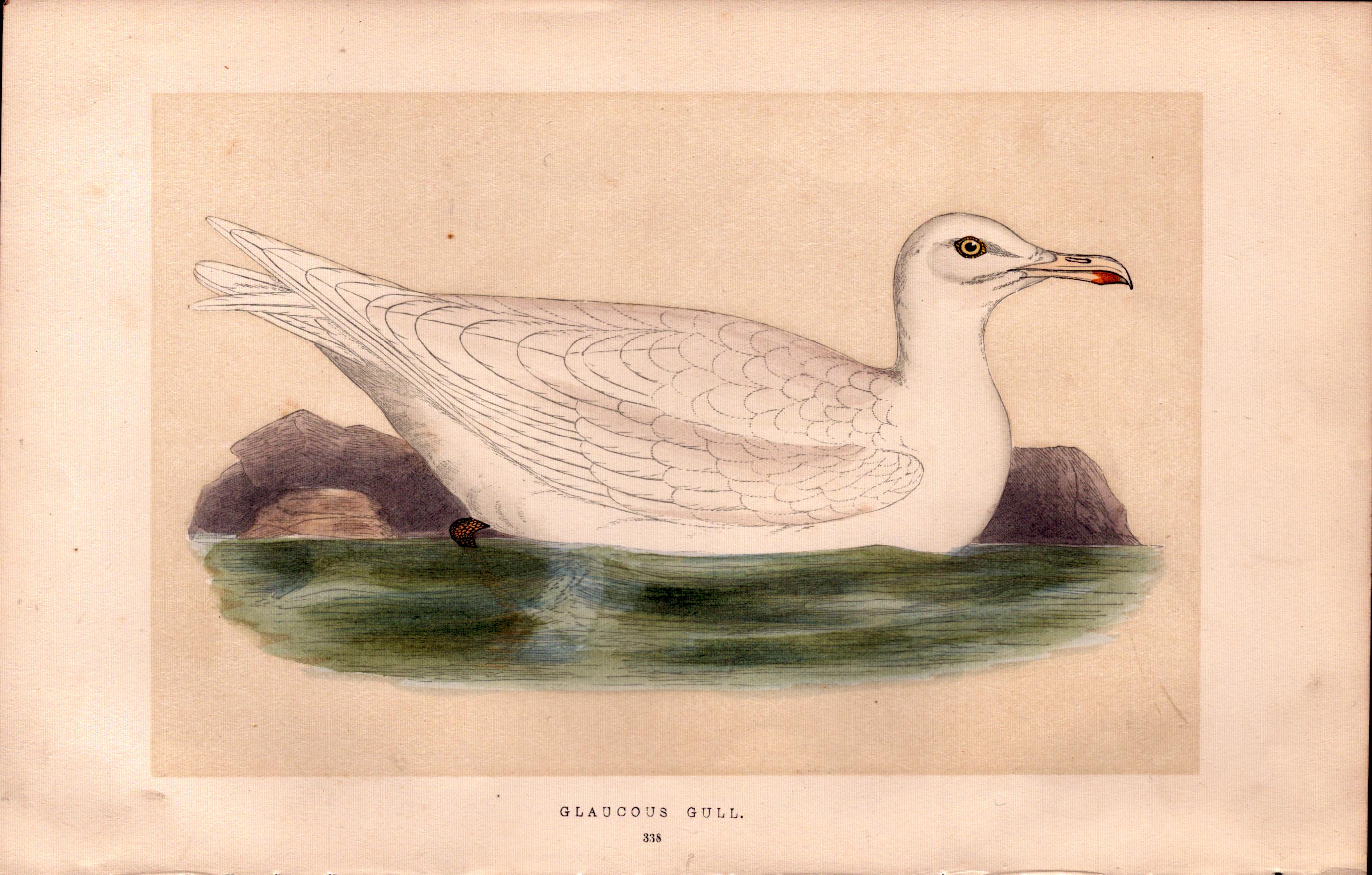 Glaucous Gull Rev Morris Antique History of British Birds Engraving.