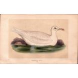 Glaucous Gull Rev Morris Antique History of British Birds Engraving.