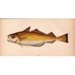 Power 1868 Antique Johnathan Couch Coloured Fish Engraving.