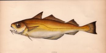 Power 1868 Antique Johnathan Couch Coloured Fish Engraving.