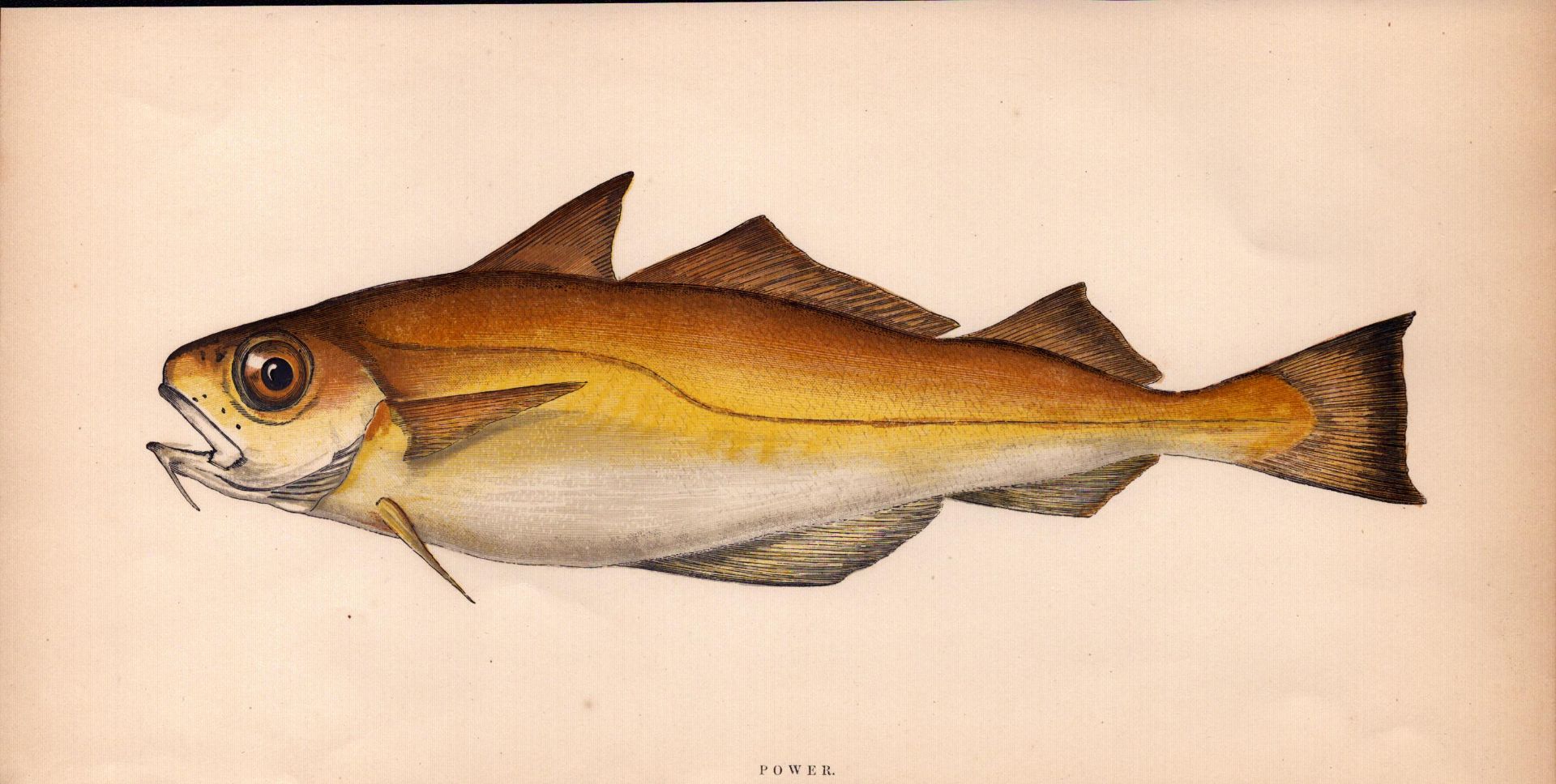 Power 1868 Antique Johnathan Couch Coloured Fish Engraving.