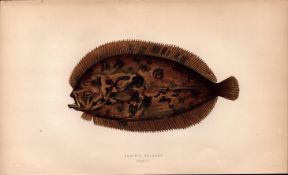 Bloch’s Topknot Antique Johnathan Couch Coloured Fish Engraving.