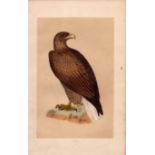 Erne Sea Eagle Rev Morris Antique History of British Birds Engraving.