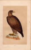 Erne Sea Eagle Rev Morris Antique History of British Birds Engraving.