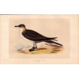 Richardson’s Skua Rev Morris Antique History of British Birds Engraving.