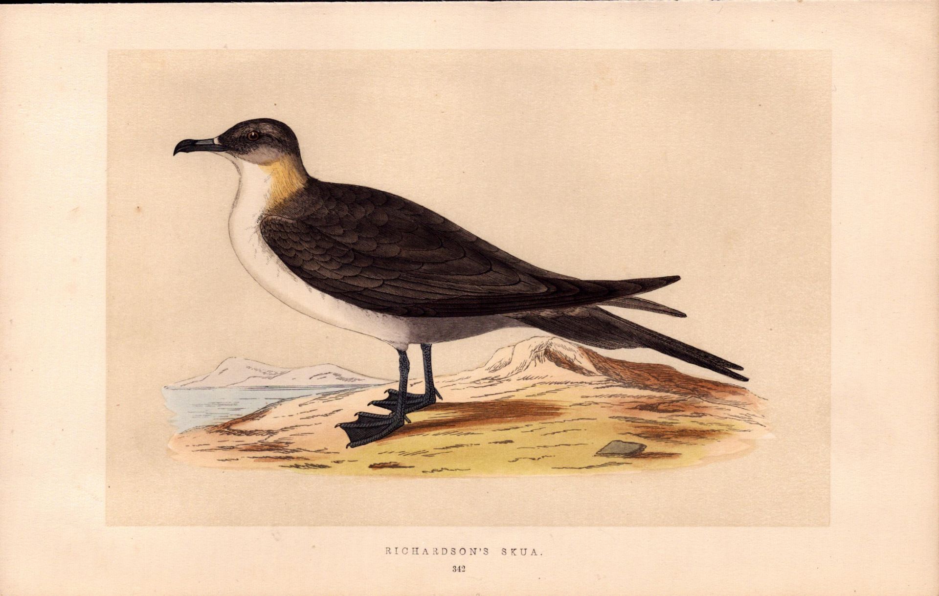Richardson’s Skua Rev Morris Antique History of British Birds Engraving.
