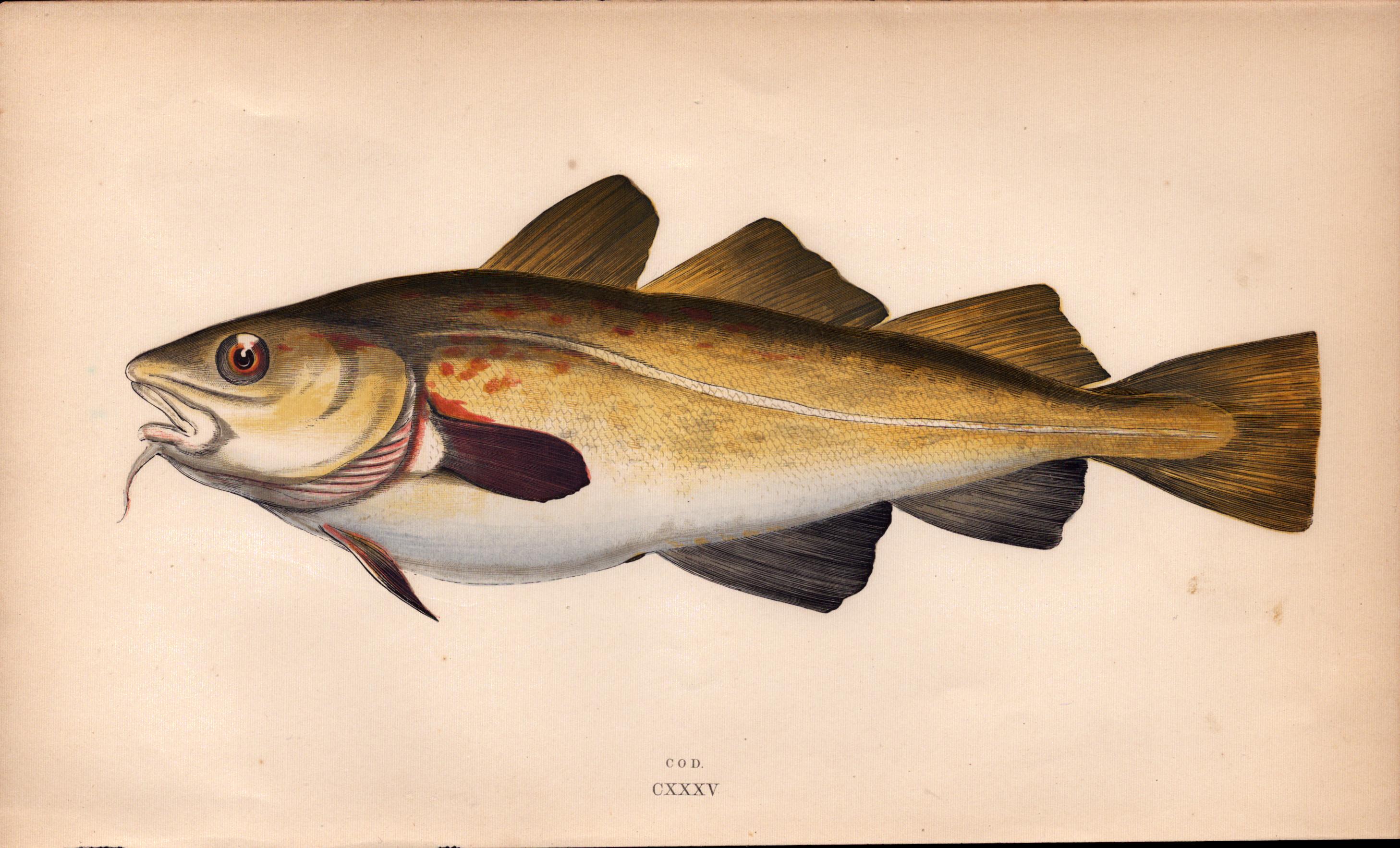 North Atlantic Cod Antique Johnathan Couch Coloured Fish Engraving.