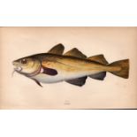 North Atlantic Cod Antique Johnathan Couch Coloured Fish Engraving.