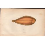 Solenette 1869 Antique Johnathan Couch Coloured Fish Engraving.