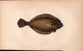 Long Rough Dab Antique Johnathan Couch Coloured Fish Engraving.