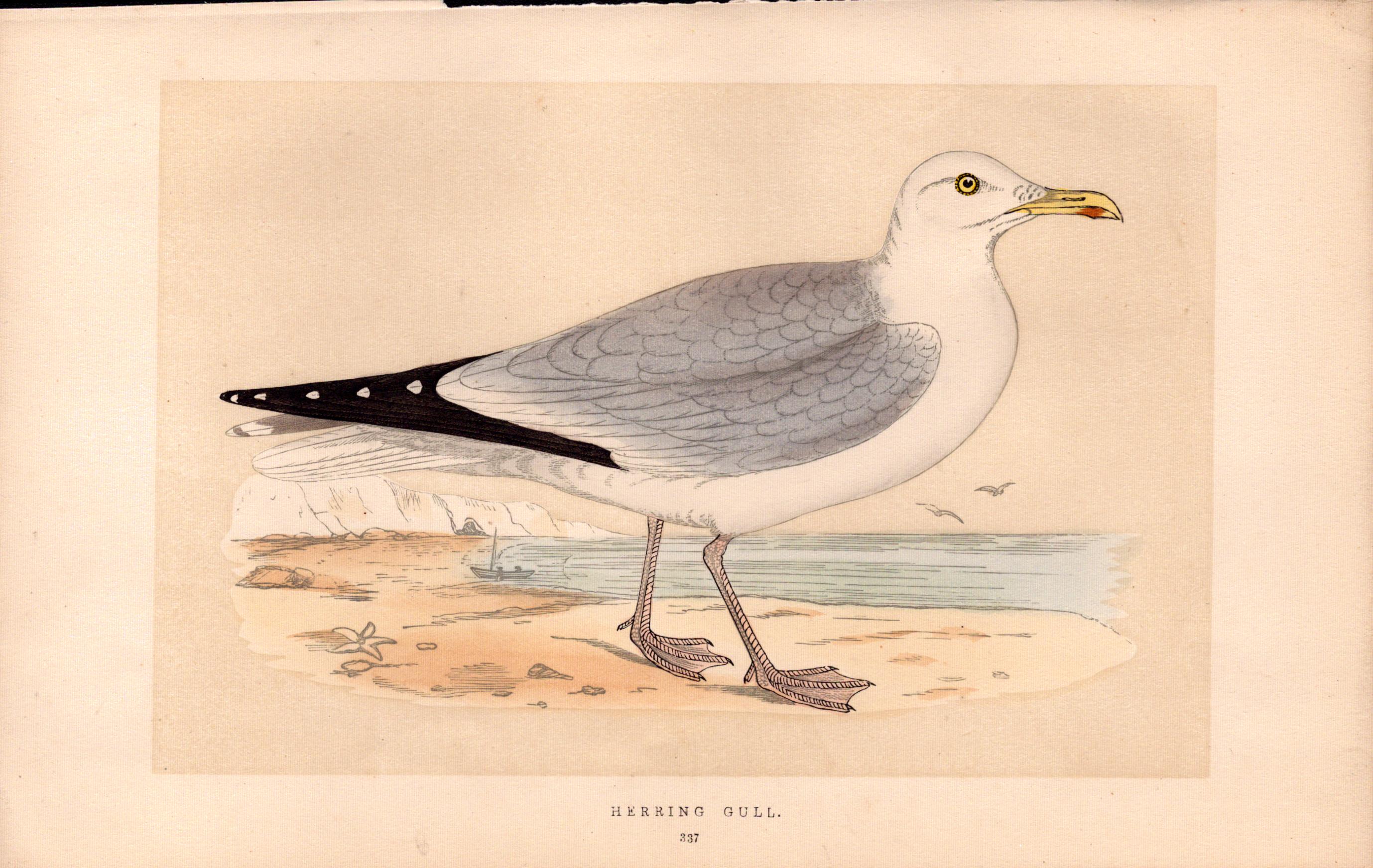 Herring Gull Rev Morris Antique History of British Birds Engraving.