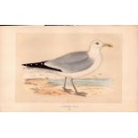 Herring Gull Rev Morris Antique History of British Birds Engraving.