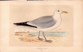 Herring Gull Rev Morris Antique History of British Birds Engraving.