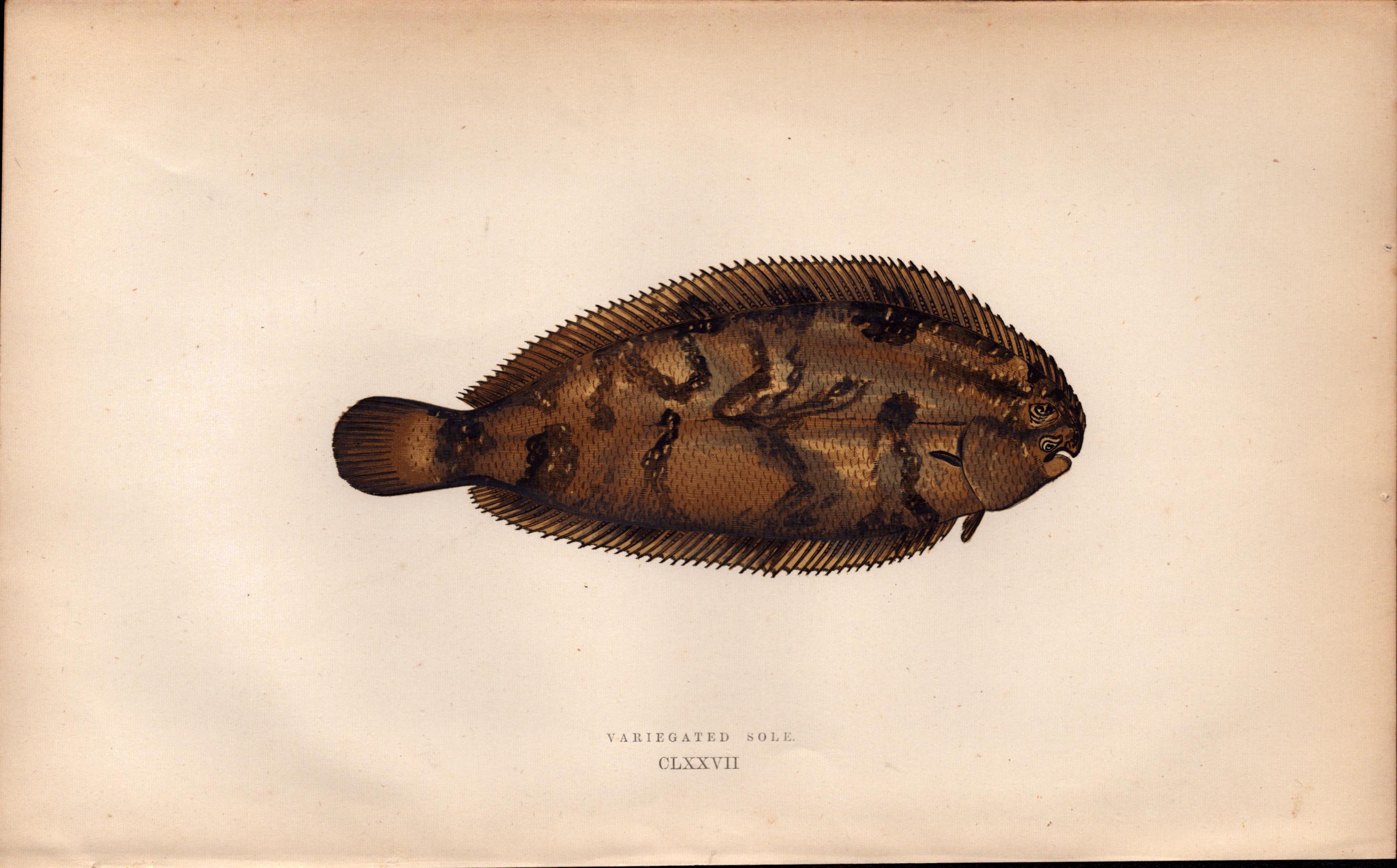 Variegated Sole Antique Johnathan Couch Coloured Fish Engraving.
