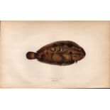 Variegated Sole Antique Johnathan Couch Coloured Fish Engraving.