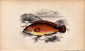 Rock Cook Antique Johnathan Couch Coloured Fish Engraving.