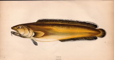 Torsk 1868 Antique Johnathan Couch Coloured Fish Engraving.